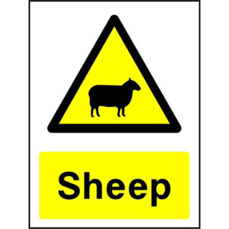 Sheep