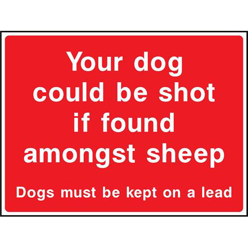 Your dog could be shot if found amongst sheep 1 Your dog could be shot if found amongst sheep